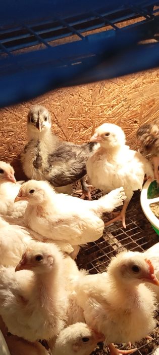 Продам домашних кур и цыплят