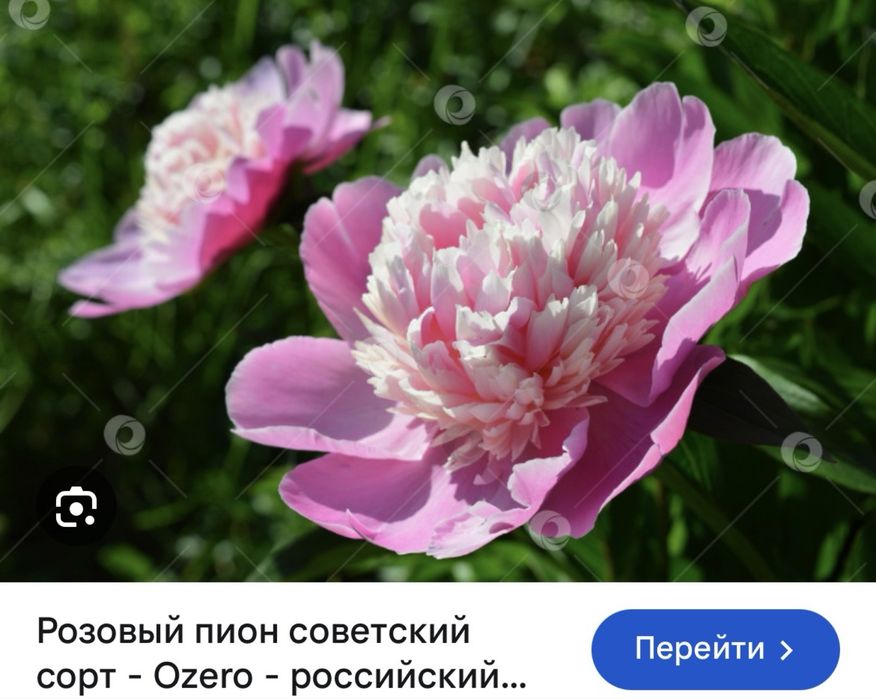 Большие кусты пионов