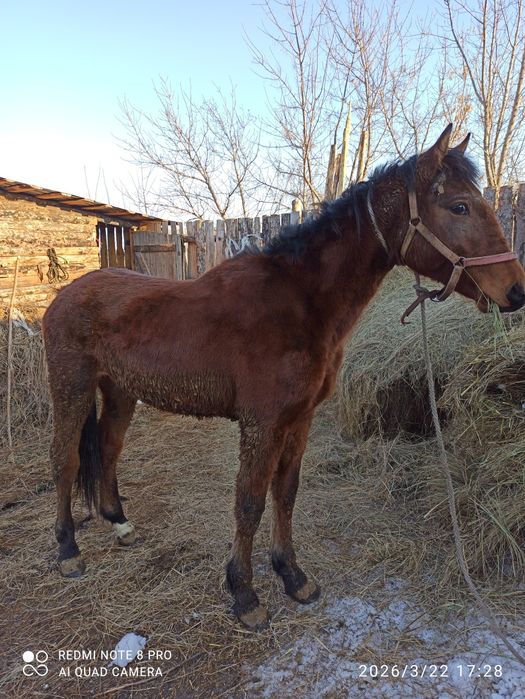 Продам перспективного жеребчика.