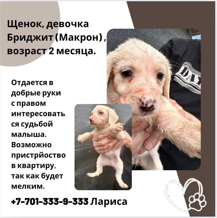 Щенки дворянской породы.