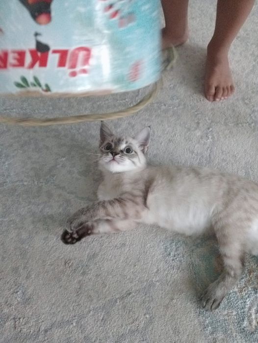Сиямский котик продаеться