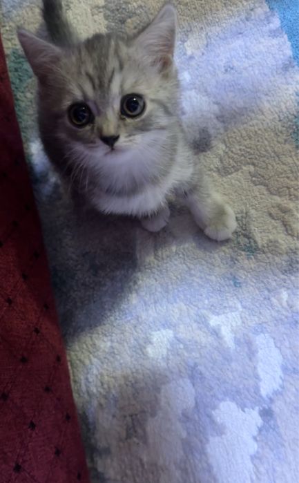 отдам котенка в хорошие руки