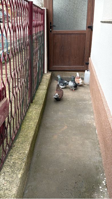 Vând porumbei mondaini