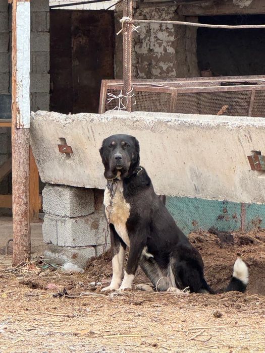 Алабай төбет ұрғашы / еркек