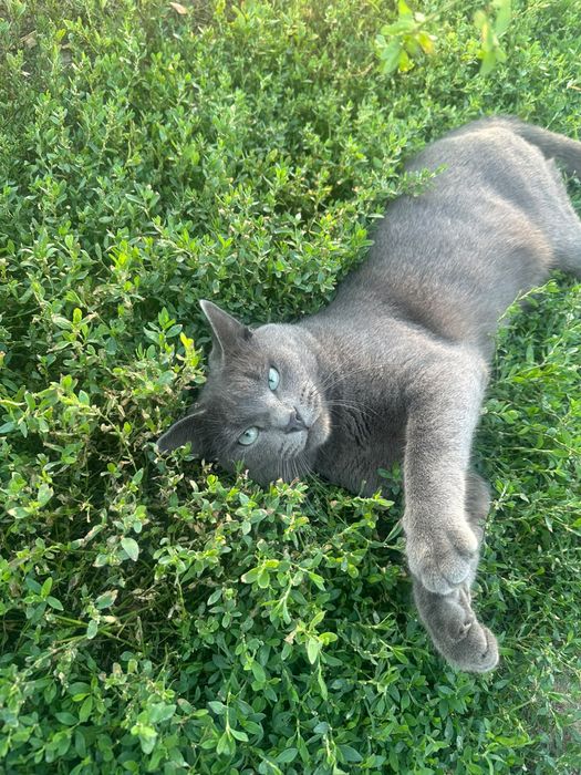 Отдам котика в очень добрые руки!