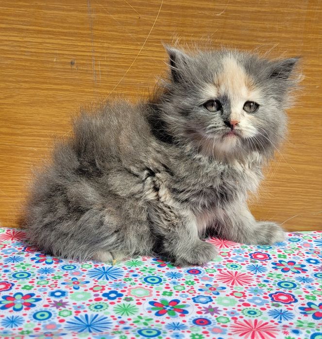 Scottish straight și scottish fold  feite