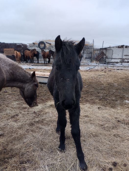 Продам жабагы мальчик