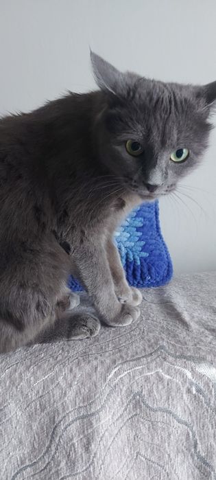 Отдам кошку в добрые руки