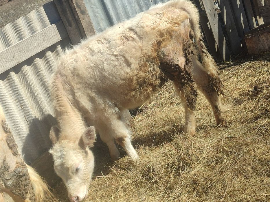 Обменяю тёлку на мотоцикл