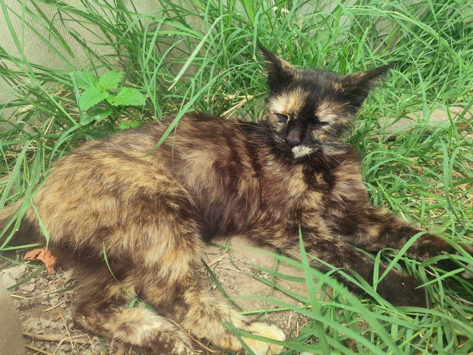 Отдаются котята в хорошие руки!!!