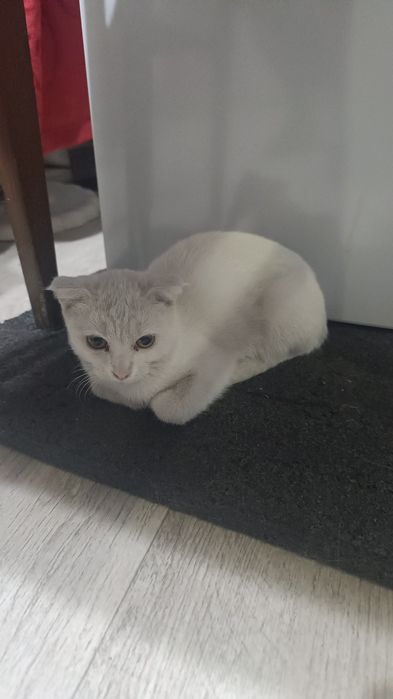 Отдам котят в хорошие руки