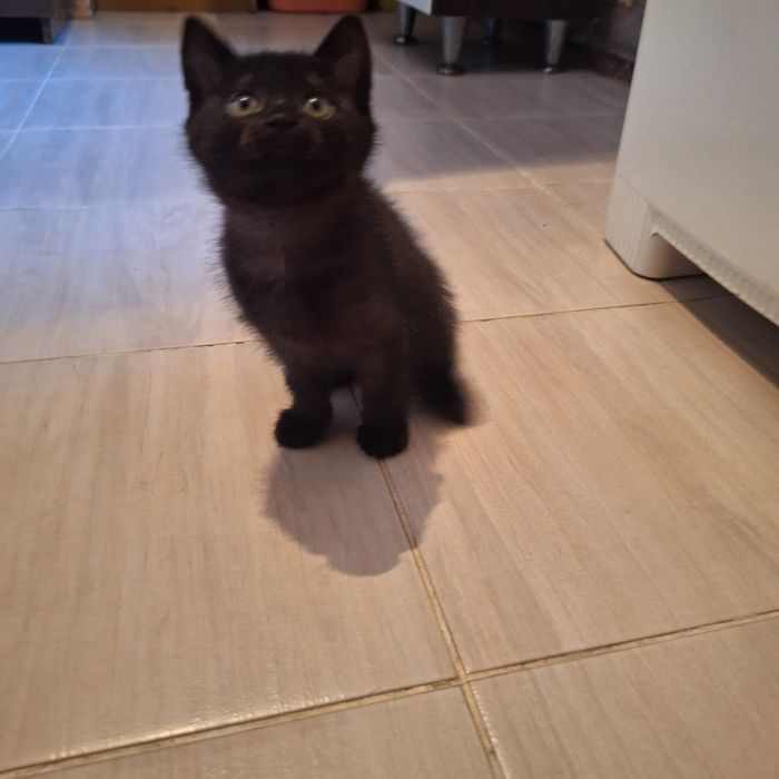 Отдам котика 2месяца