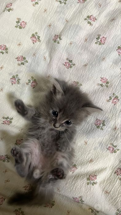 Котенок продается