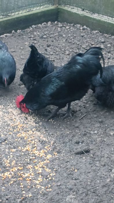 Cocos australorp la schimb