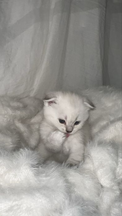 Шотландкие котята