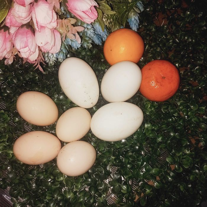 Яйца индюшинные инкубационные