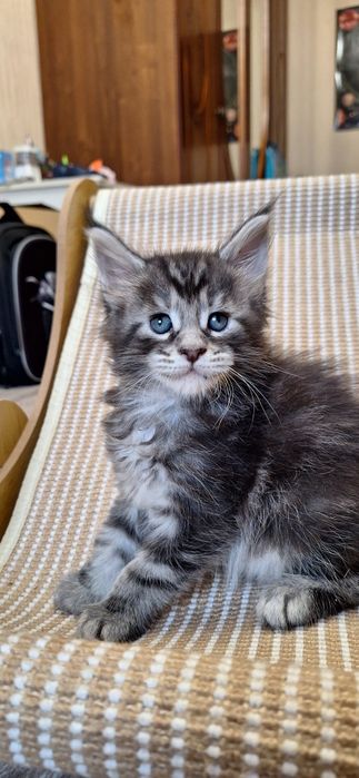 Котята  мейн-кун