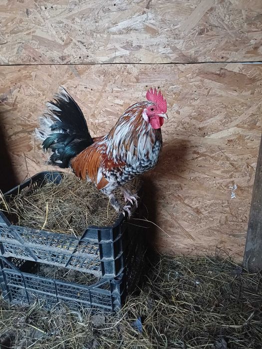 Cocoș american de casa