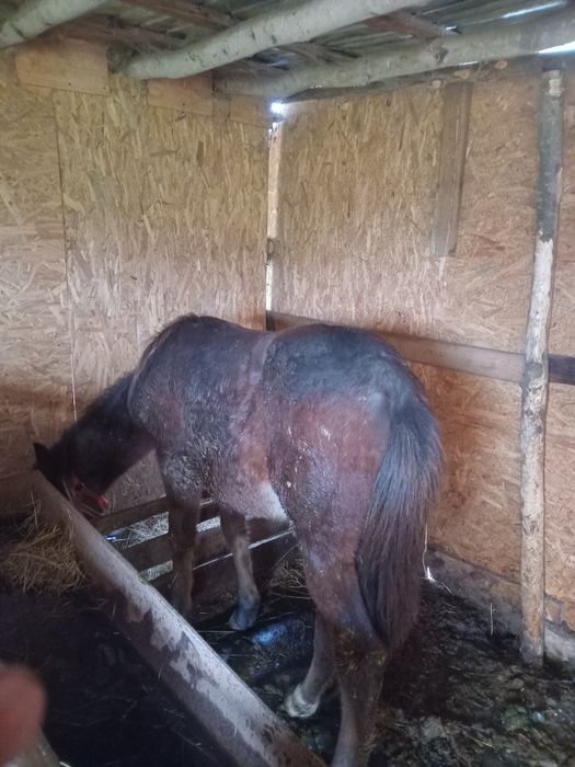 Vand manz  de 10 luni