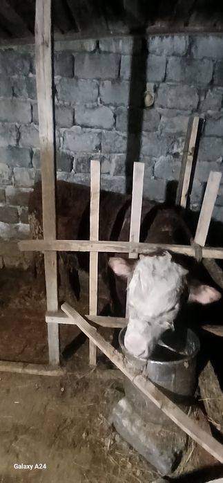 Бұқа сатамын,1.5 жасар