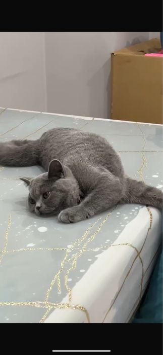Отдам британских кошечек в добрые руки
