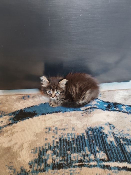 Домашние котята, 2 девочки