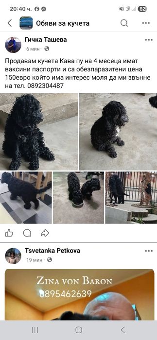 Продавам кучета Кавапу 2 женски и 1 мъжко на цена 150 евро