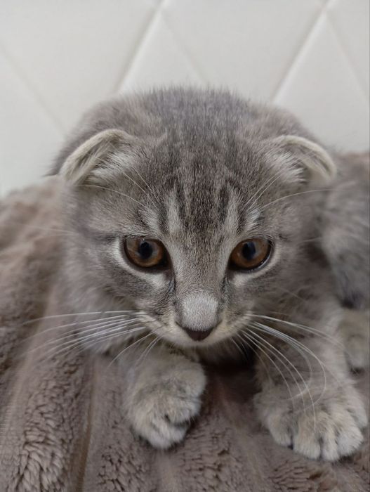 Вислоухий Скотиш