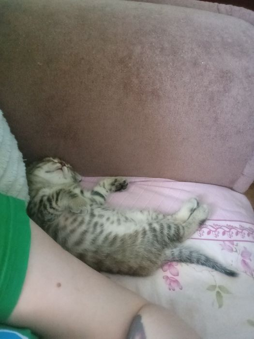 В подарок на 8 марта Вислоухая девочка