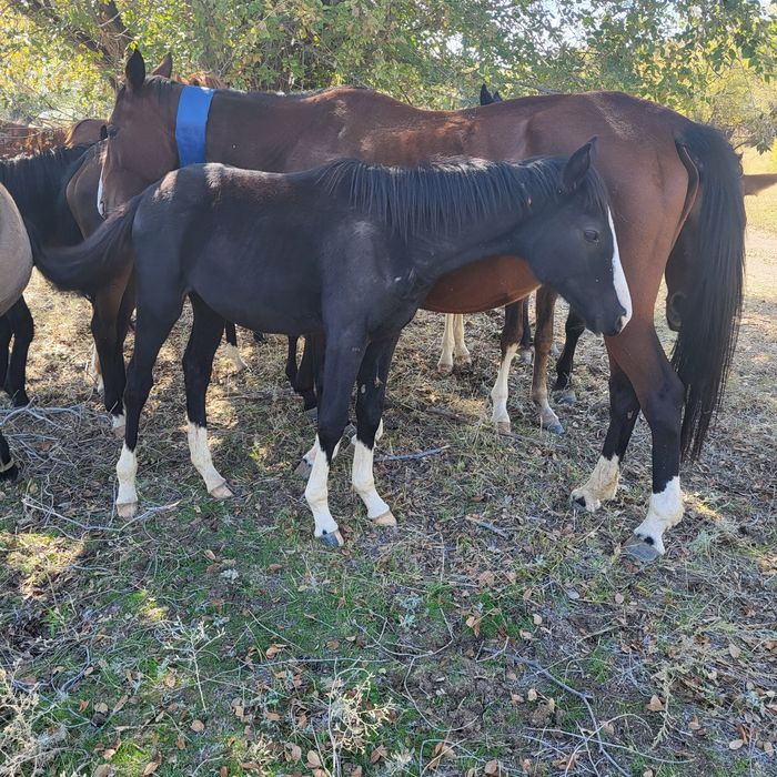 Жабағы Карабайыр тұқымы