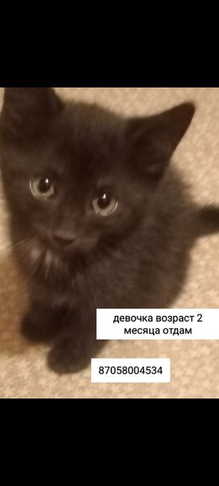 Отдам милых котят