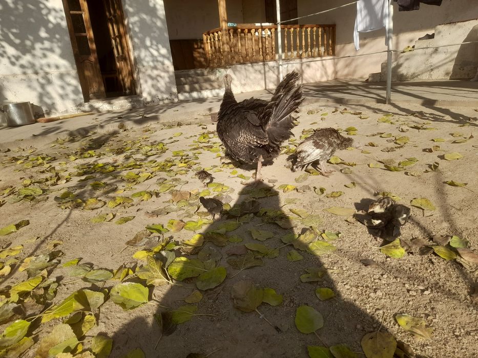 Kurka jojalari bilan