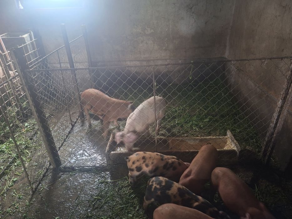 Vand porci rasa duroc
