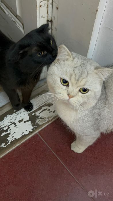 Продаю кота Британца