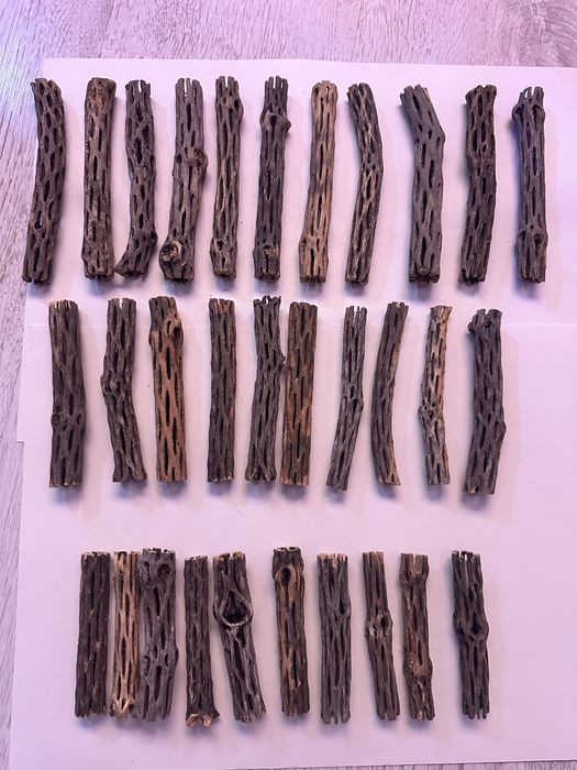 Кактус Чолла для аквариума