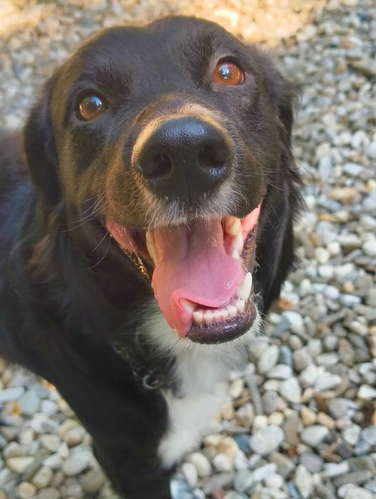 adopta l pe Rolly