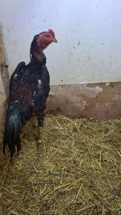 Продам чужиков разных