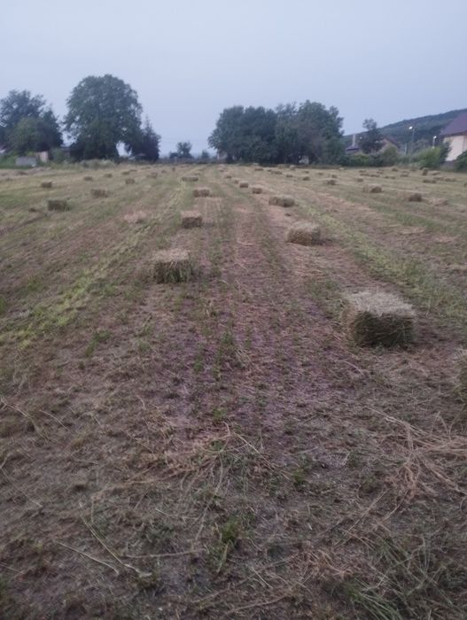 Vând baloți dreptunghiulari de fân, iarbă și lucerna.