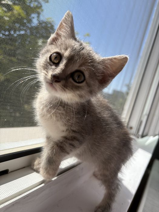 Pui de pisica spre adoptie