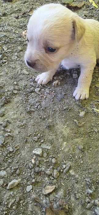 Donez catei mici