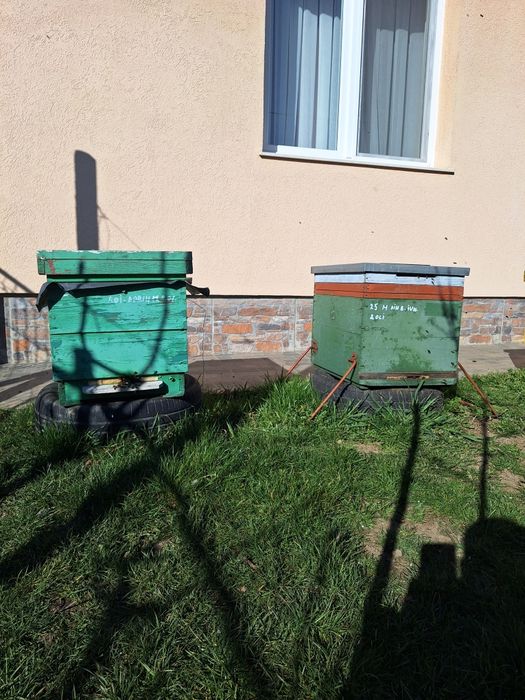 Vând familii de albine și lăzi verticale