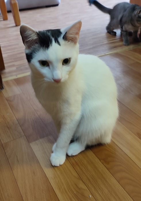 Котики ждут семью