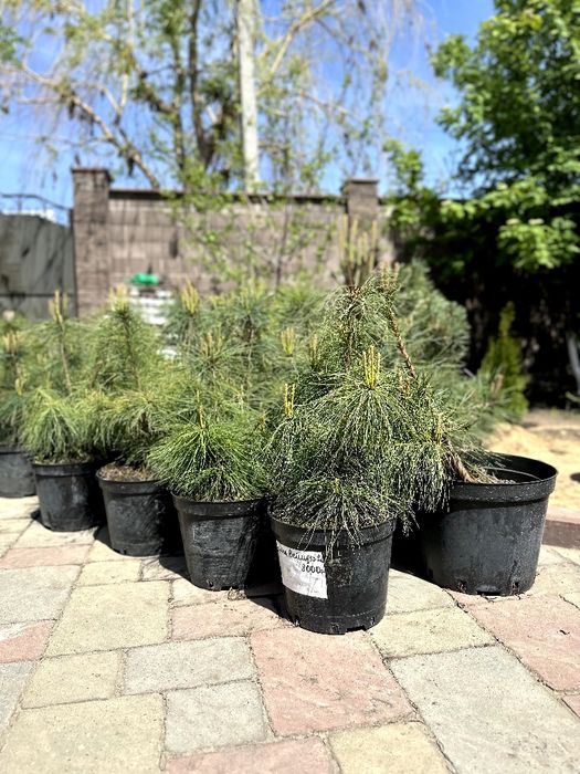 Продам Туя Смаргад