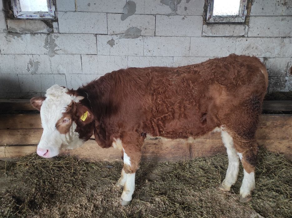 Vând taur de 7 luni apropre