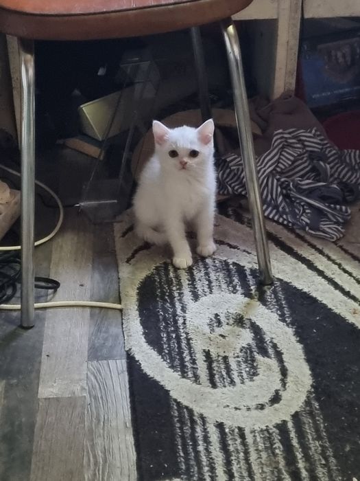 Pisici british si schotish