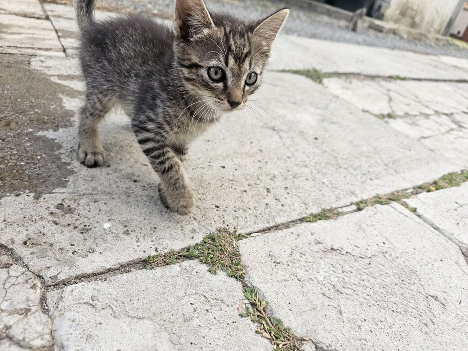 Dau 5 pui de pisica spre adoptie, 2 baieti si 3 fefe