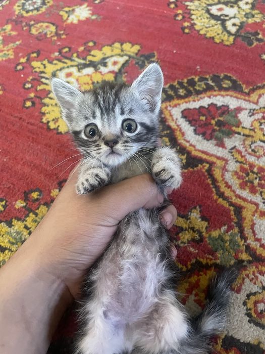 Mushuklar sotiladi