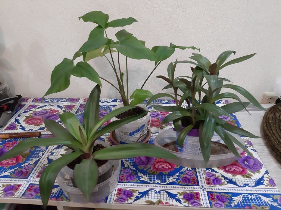 Комнатные цветы по 2000 тг