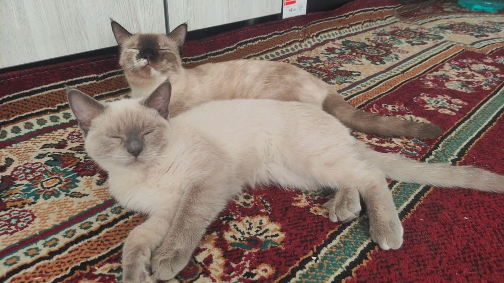 Продаю код и кошка