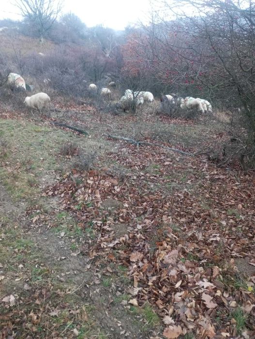 oi tinere de vanzare